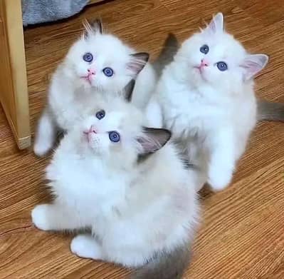 Cat | Persian | kittens |  Blue eyes | Kitty O348O163O63 WA^¥^