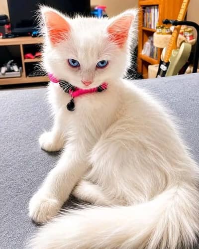 Cat | Persian | kittens |  Blue eyes | O348O163O63 Wtsp