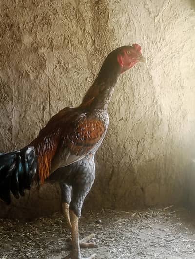 murga