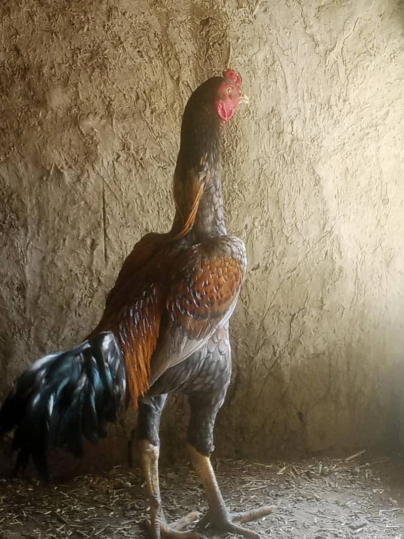 murga 2