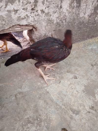 aseel muanwali male & female for sale