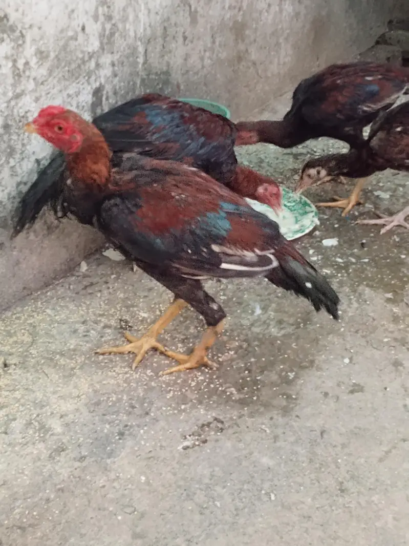 aseel muanwali male & female for sale — photo 2