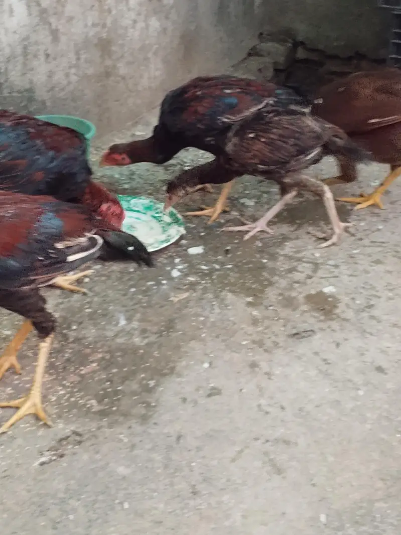 aseel muanwali male & female for sale — photo 3