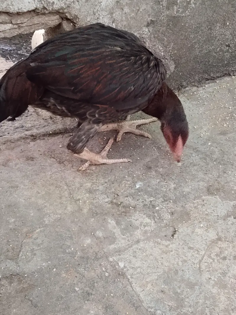 aseel muanwali male & female for sale — photo 4