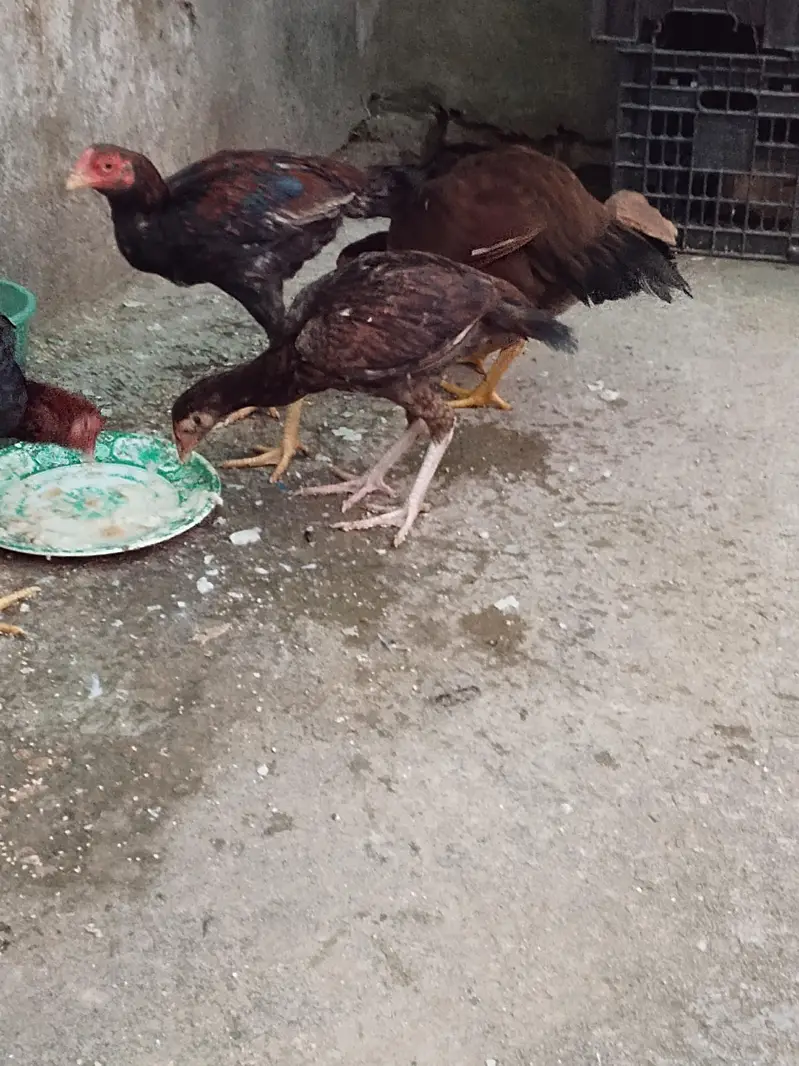 aseel muanwali male & female for sale — photo 5