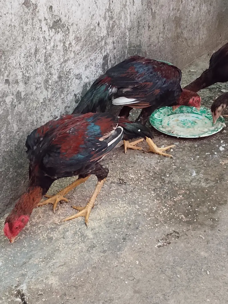 aseel muanwali male & female for sale — photo 6