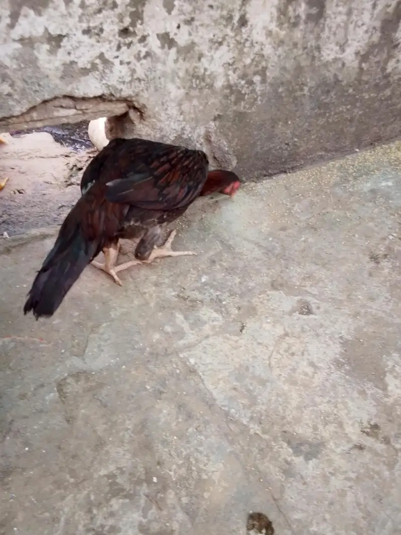 aseel muanwali male & female for sale — photo 7