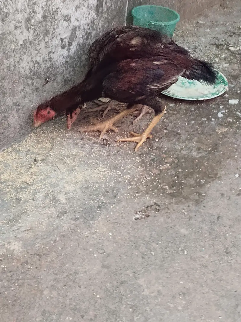 aseel muanwali male & female for sale — photo 8