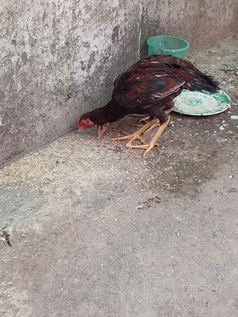 aseel muanwali male & female for sale — photo 9