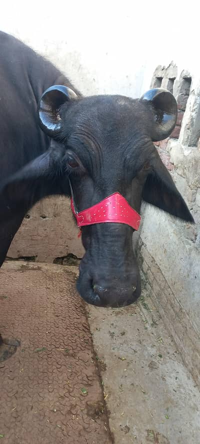 Buffalo for sale Neli ravi full black