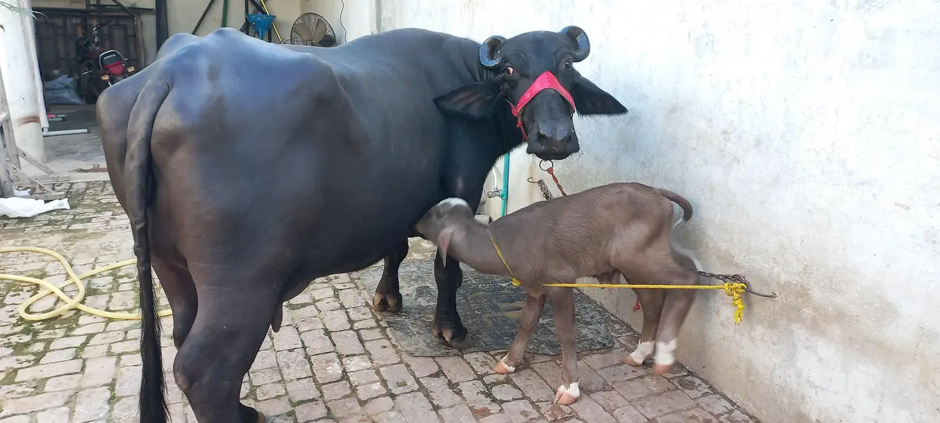 Buffalo for sale Neli ravi full black — photo 2