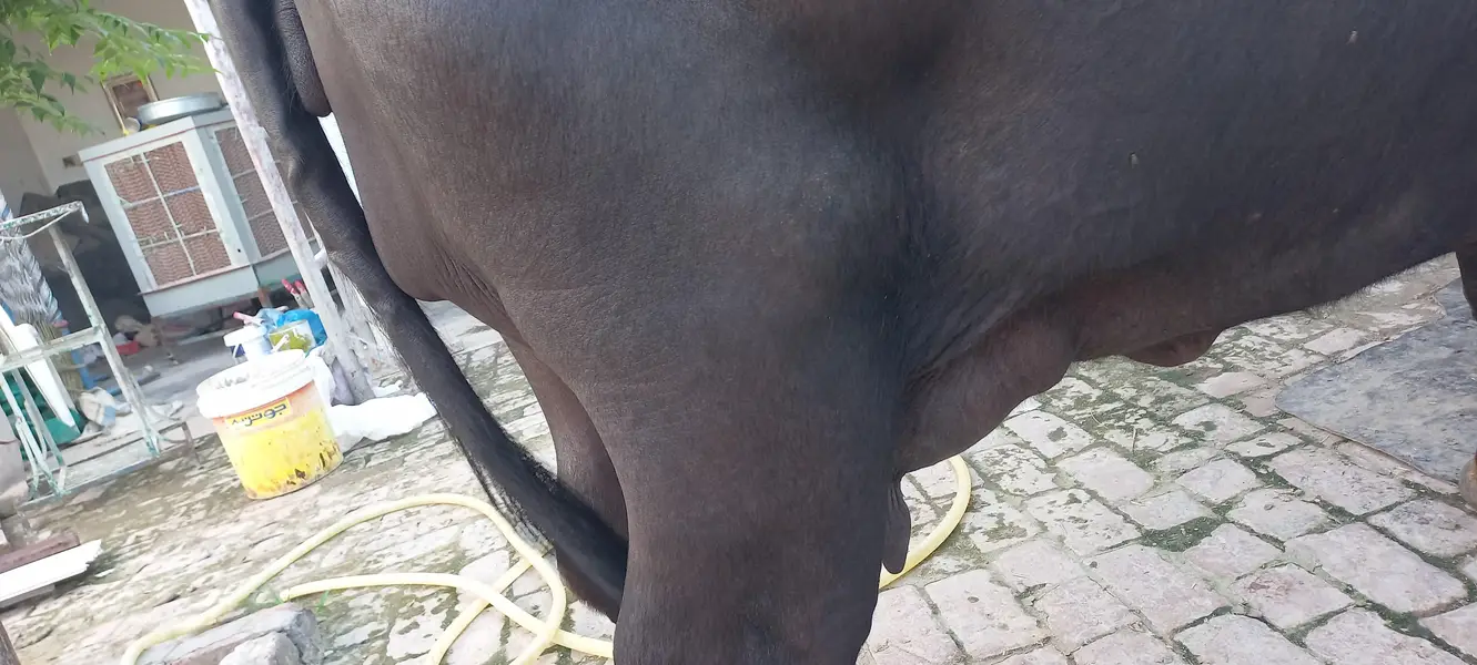 Buffalo for sale Neli ravi full black — photo 3