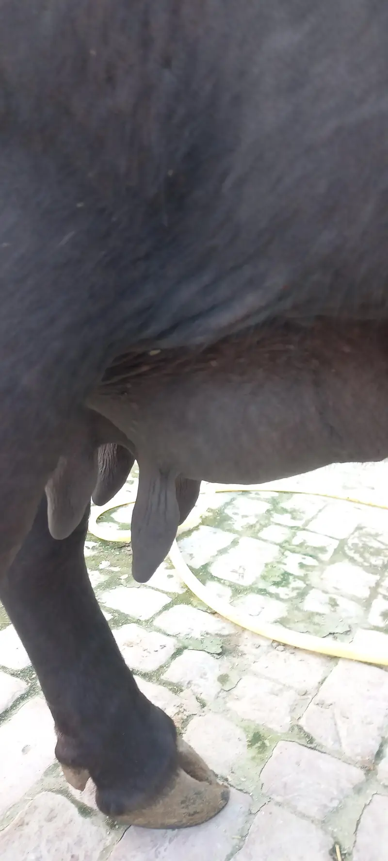 Buffalo for sale Neli ravi full black — photo 4