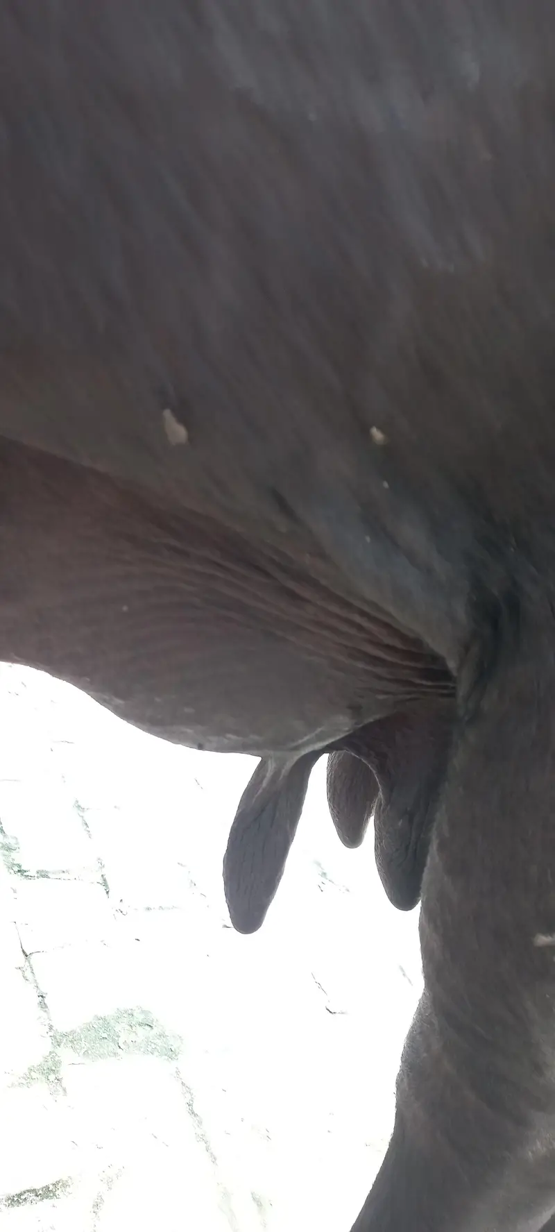 Buffalo for sale Neli ravi full black — photo 5