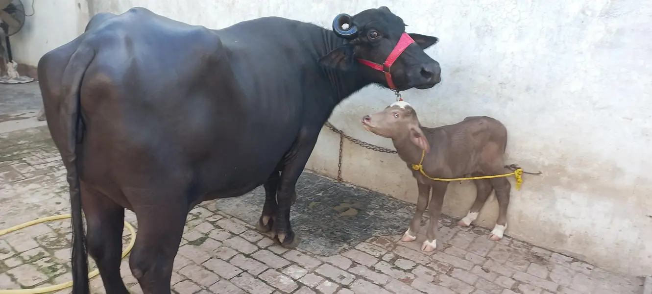 Buffalo for sale Neli ravi full black — photo 6