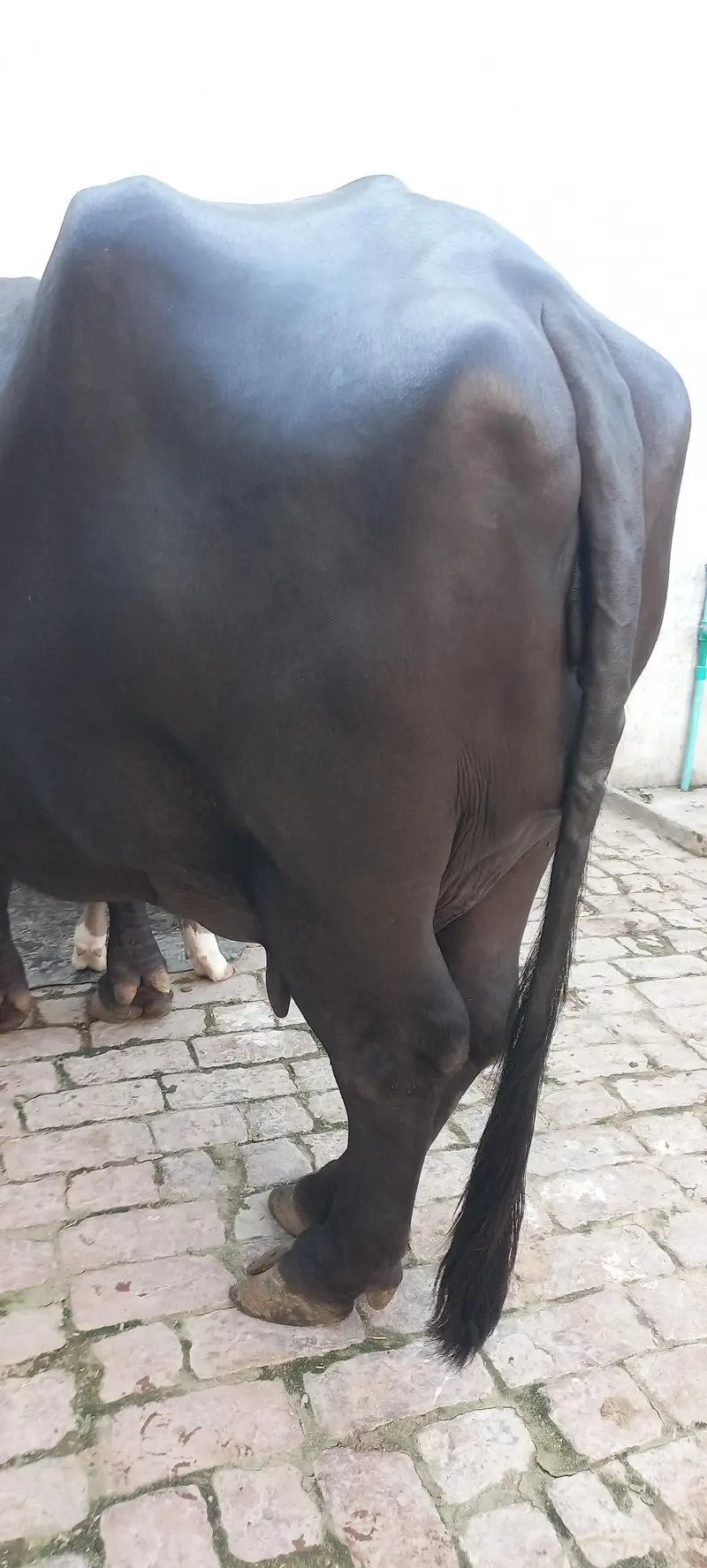 Buffalo for sale Neli ravi full black — photo 7