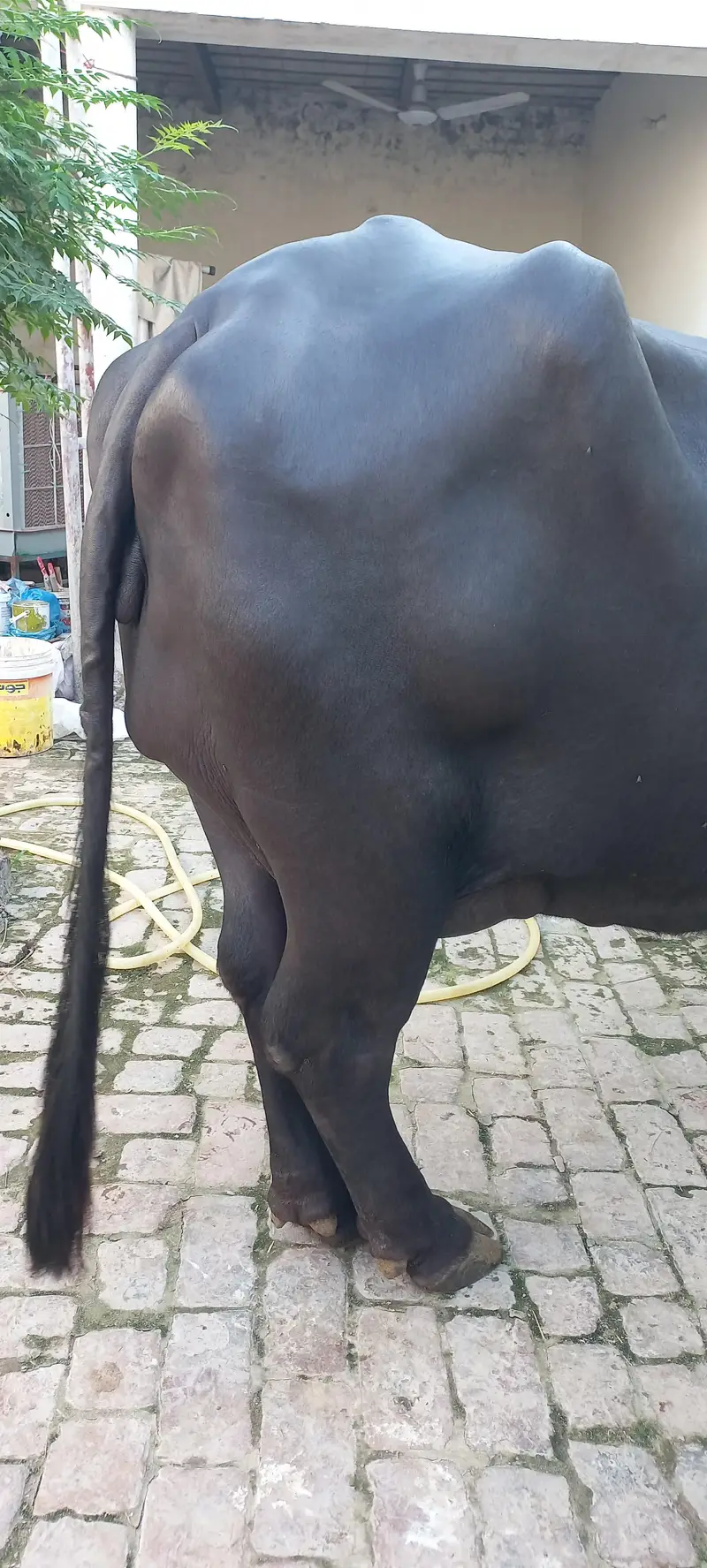 Buffalo for sale Neli ravi full black — photo 8