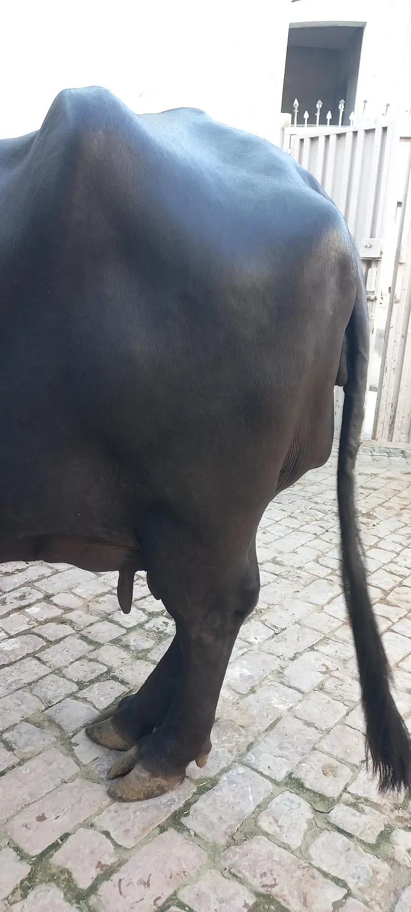 Buffalo for sale Neli ravi full black — photo 9