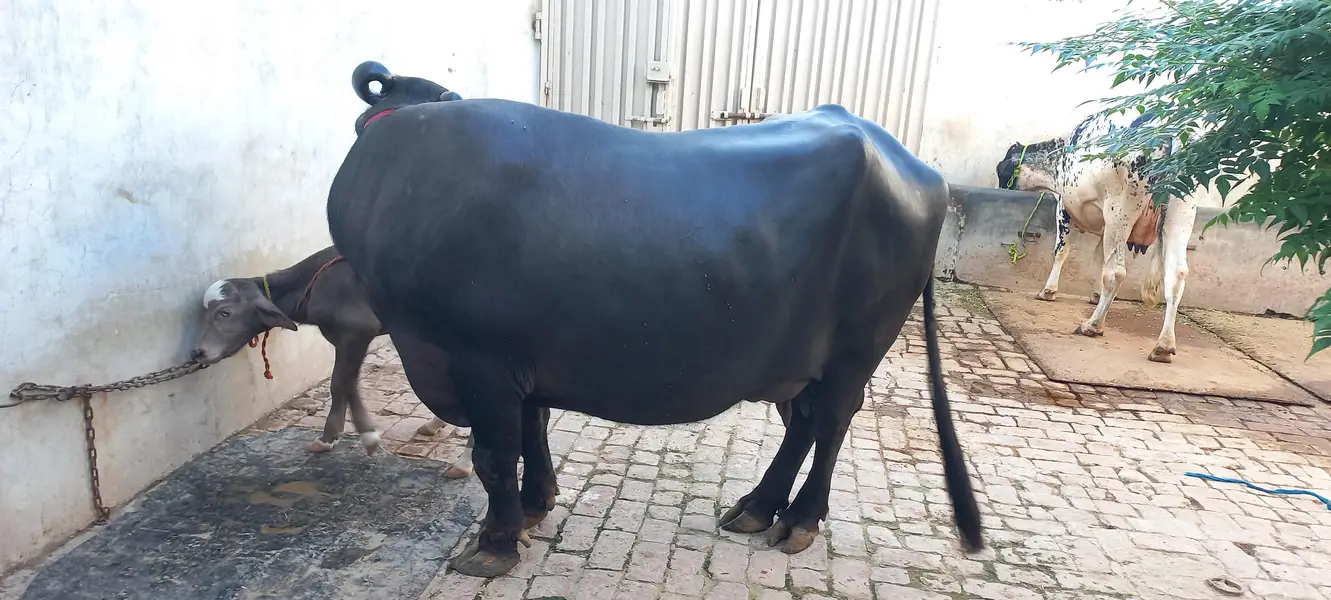 Buffalo for sale Neli ravi full black — photo 10