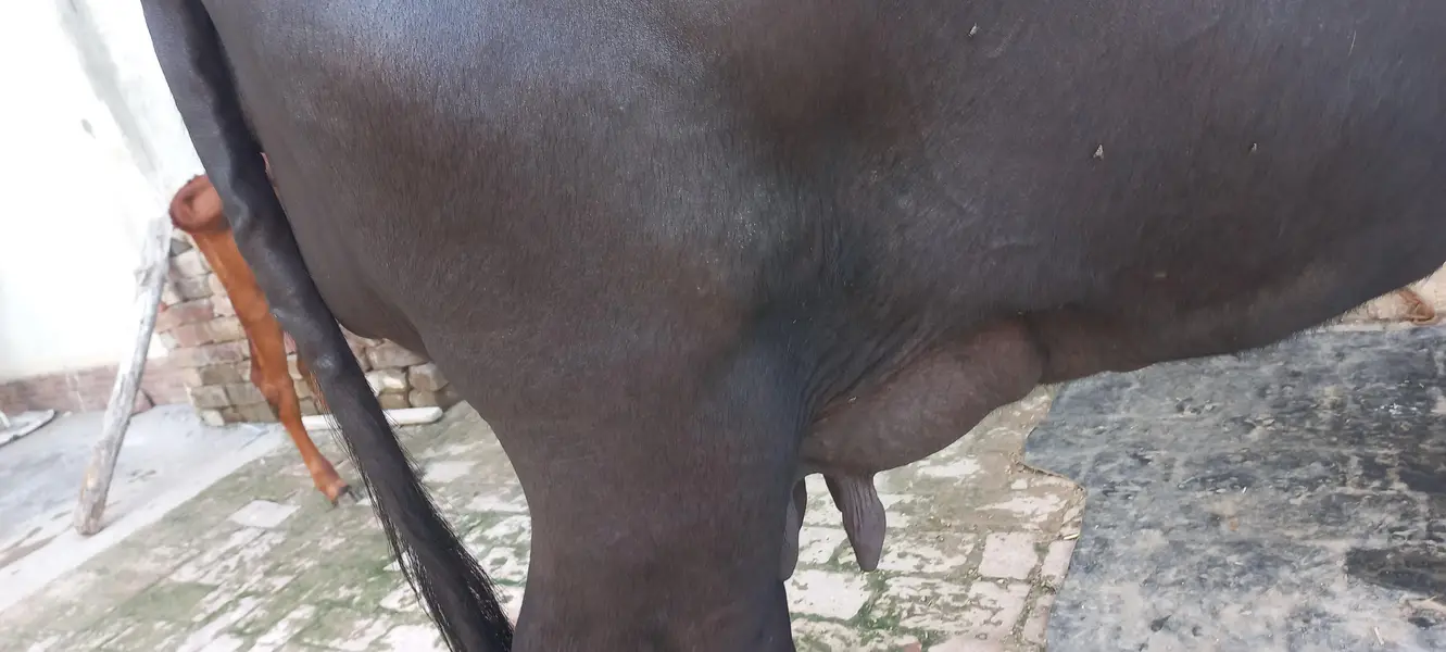 Buffalo for sale Neli ravi full black — photo 11