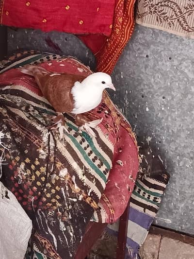 pigeon karblai for sale