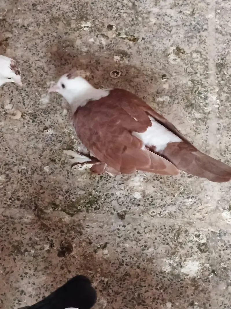 pigeon karblai for sale — photo 2