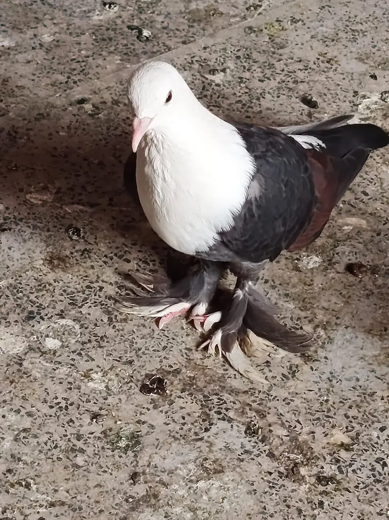 pigeon karblai for sale — photo 3