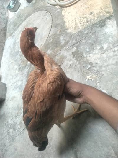2 Hens ha dono female ha Age 8 months