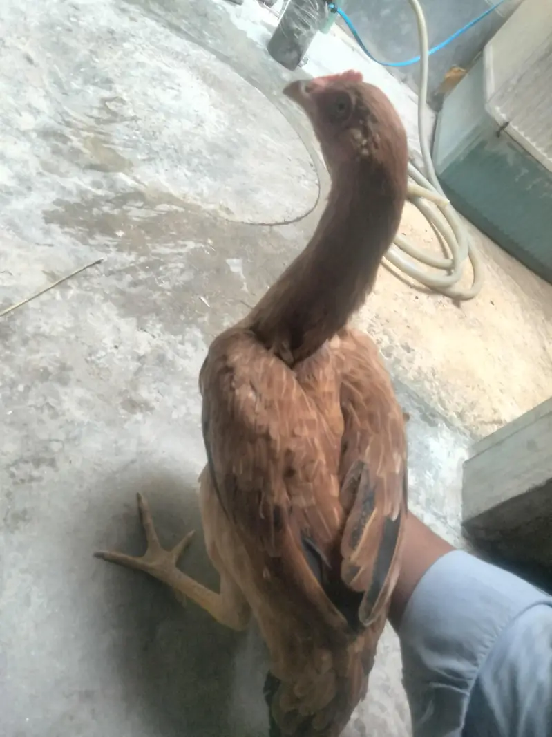 2 Hens ha dono female ha Age 8 months — photo 2