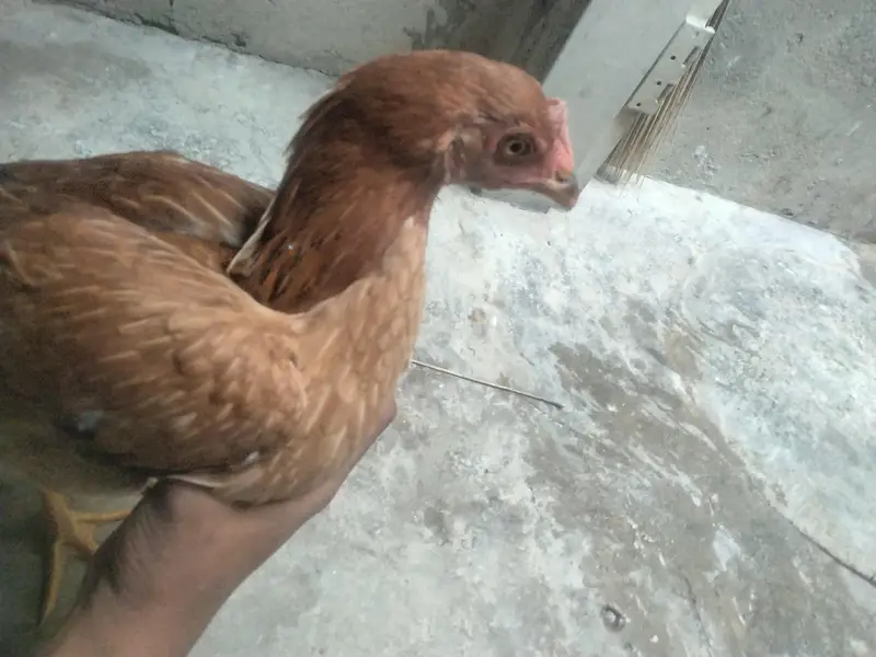 2 Hens ha dono female ha Age 8 months — photo 3