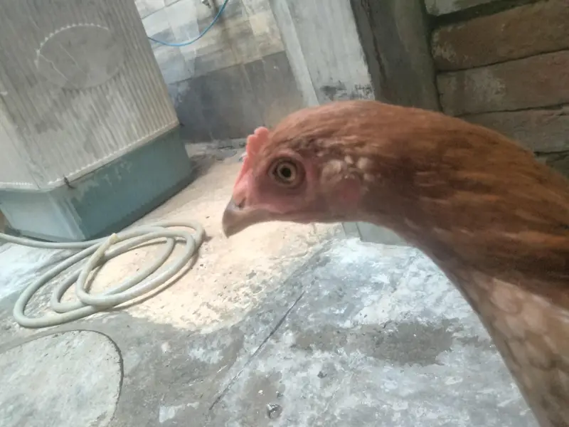 2 Hens ha dono female ha Age 8 months — photo 4