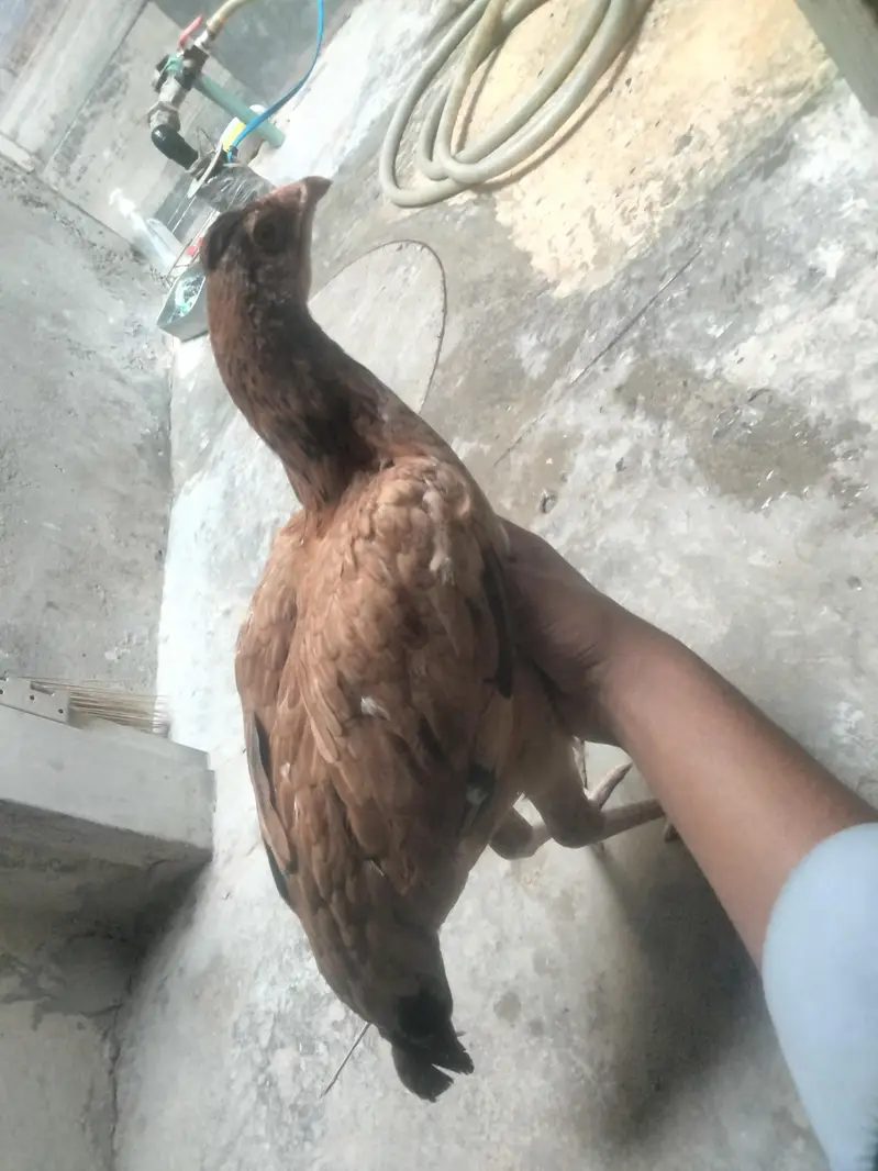 2 Hens ha dono female ha Age 8 months — photo 5