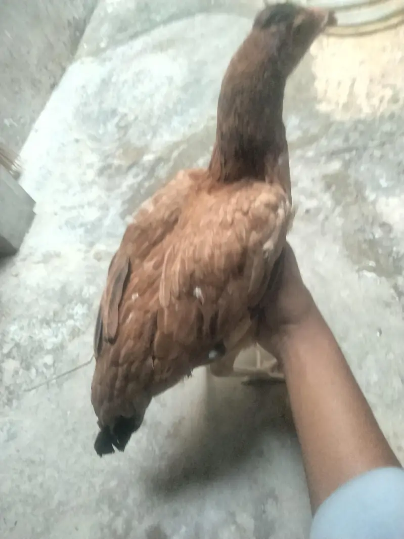 2 Hens ha dono female ha Age 8 months — photo 6