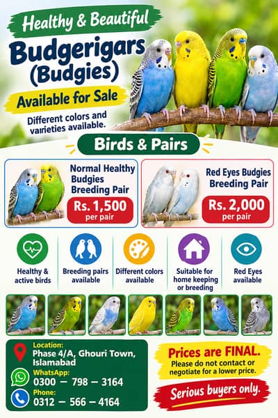 Beautiful Budgies Breeding Pairs for Sale