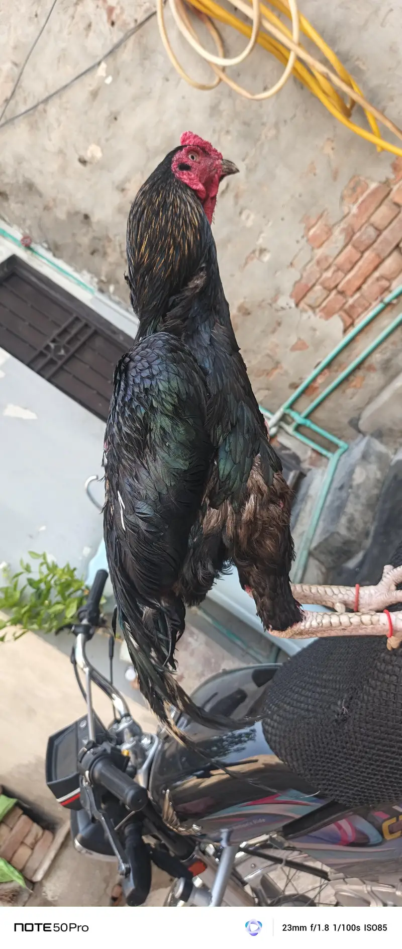 ladaya nahi — photo 3