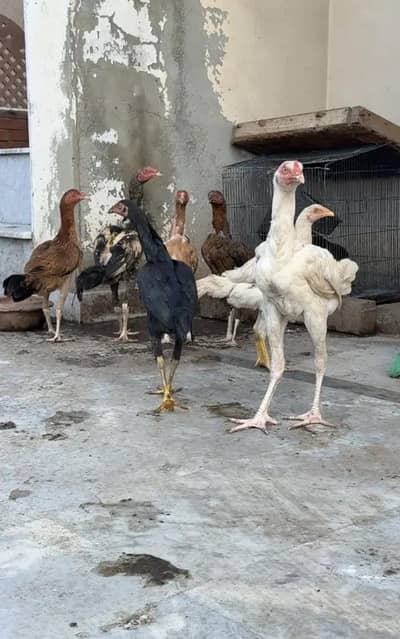 aseel mianwali patha pathi