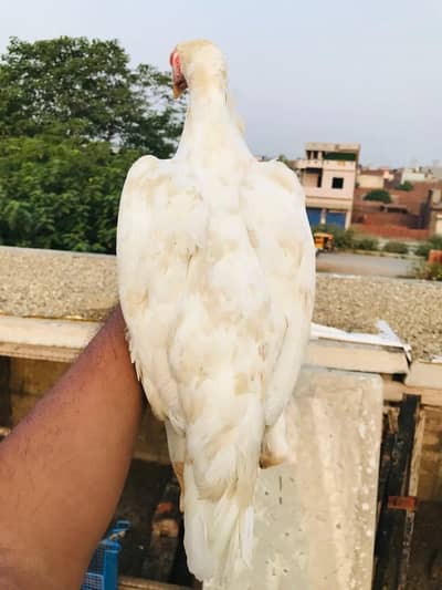 Jis Bai ko chaheya rabta kare Aseel Heera