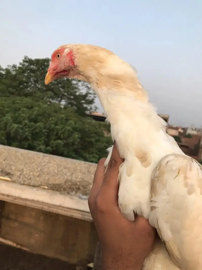 Jis Bai ko chaheya rabta kare Aseel Heera — photo 2