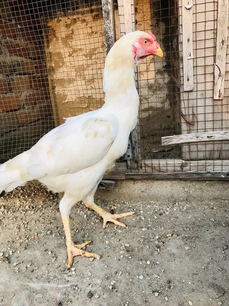 Jis Bai ko chaheya rabta kare Aseel Heera — photo 3