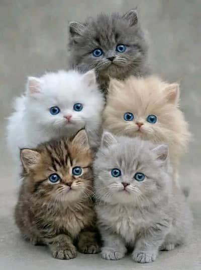 Cat | Persian | kittens |  Blue eyes | Kitty O348O163O63 WA^kren^