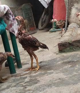 seel chuzay argent for sale 1 chuza 3500