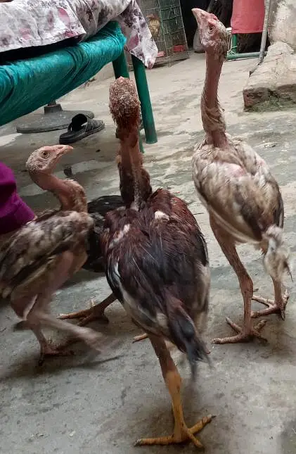 seel chuzay argent for sale 1 chuza 3500 — photo 2