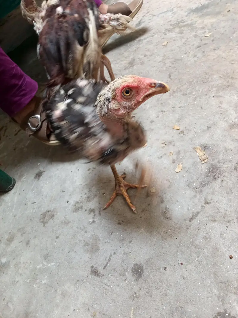 seel chuzay argent for sale 1 chuza 3500 — photo 9