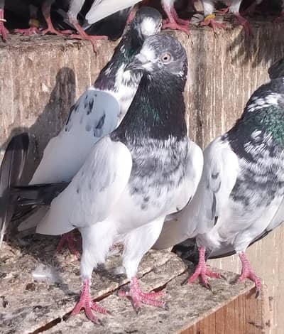 Taddi Male