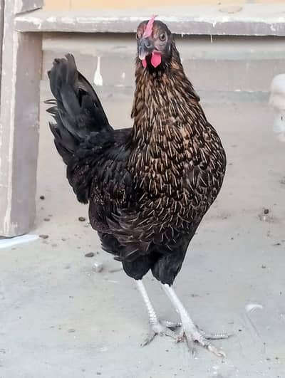 Misri murgi / anday wali murgi / dasi murgi / murgi / hen / Murga