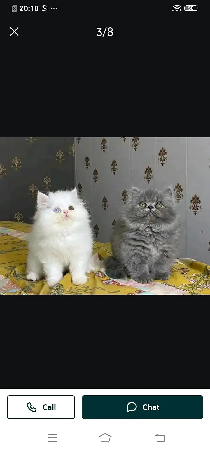 Persian cat for sale male or female my WhatsApp number03/44/78/70/160 — photo 2