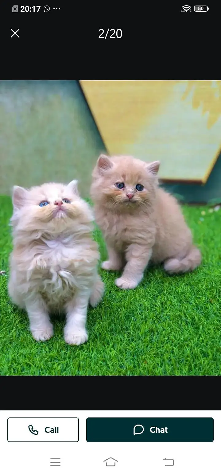 Persian cat for sale male or female my WhatsApp number03/44/78/70/160 — photo 5