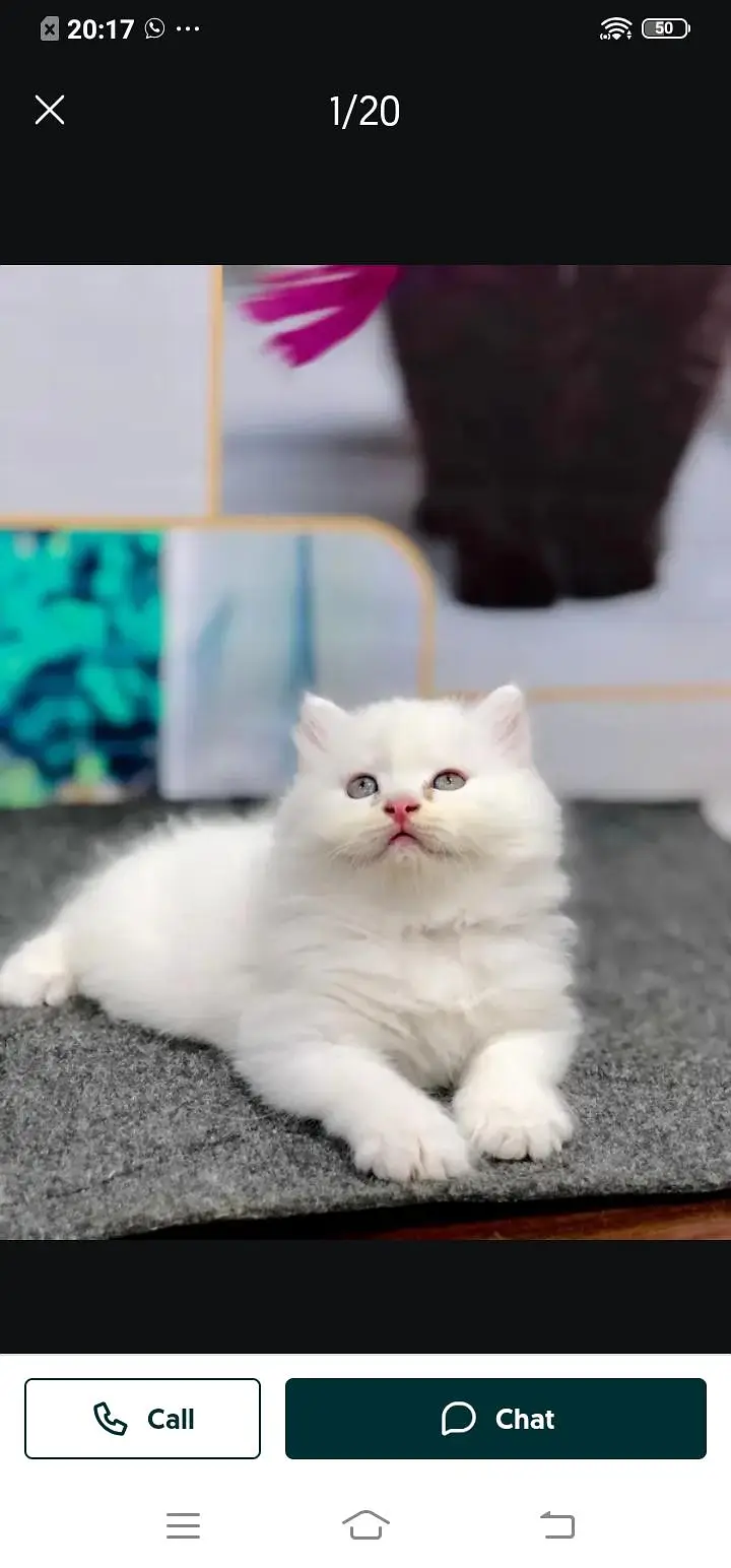 Persian cat for sale male or female my WhatsApp number03/44/78/70/160 — photo 6