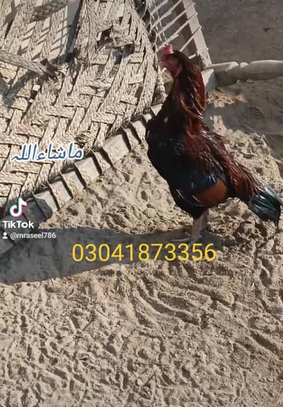 Aseel breeder murga