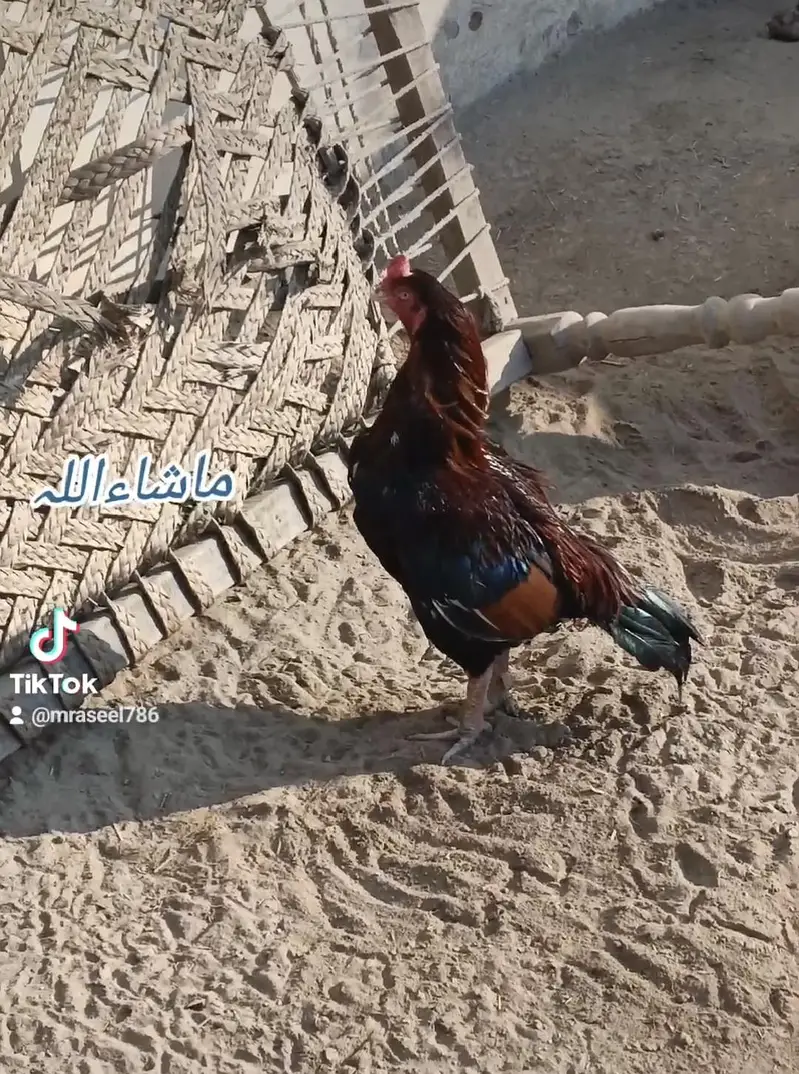 Aseel breeder murga — photo 2